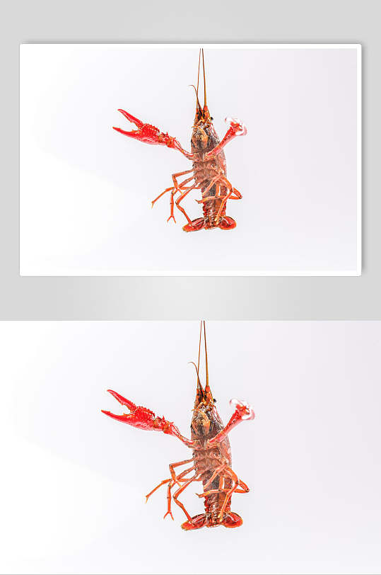 高清图片小龙虾素材