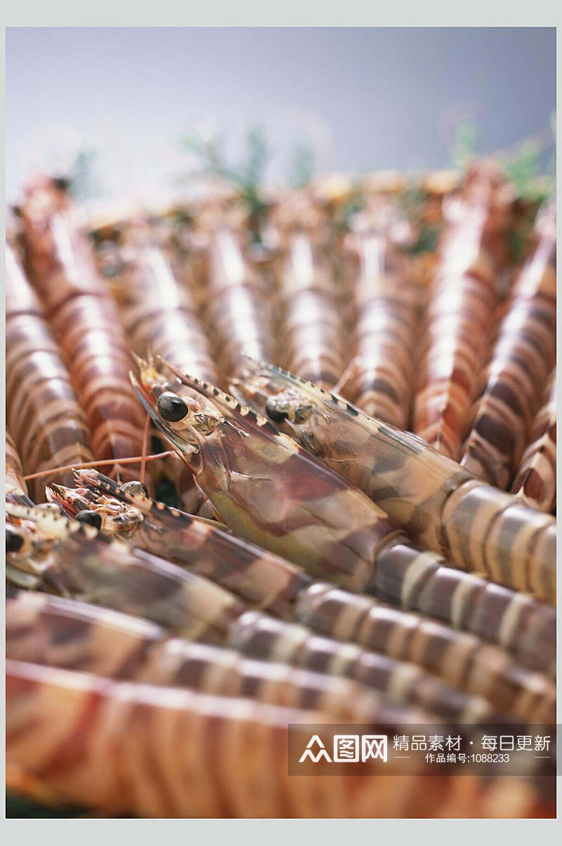 高清鱼虾蟹贝海鲜食材图片素材