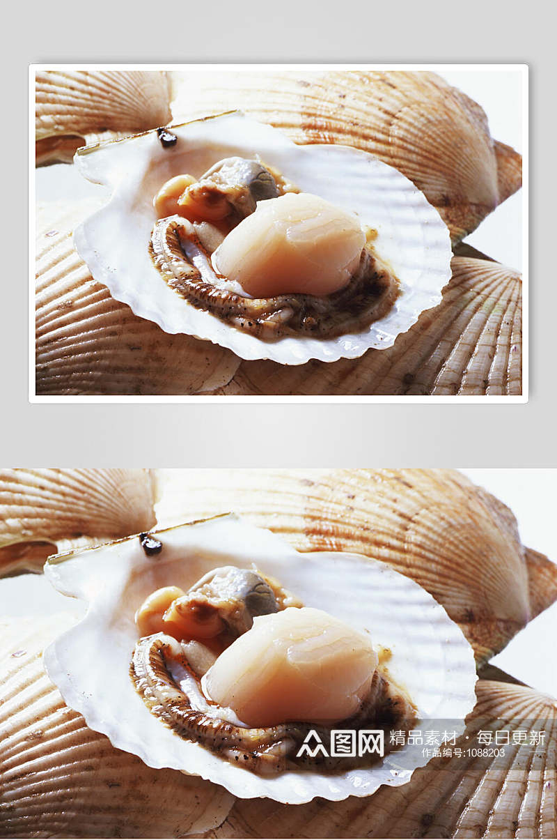高清鱼虾蟹贝海鲜食材图片素材