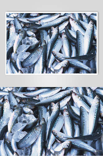 高清鱼虾蟹贝海鲜食材图片