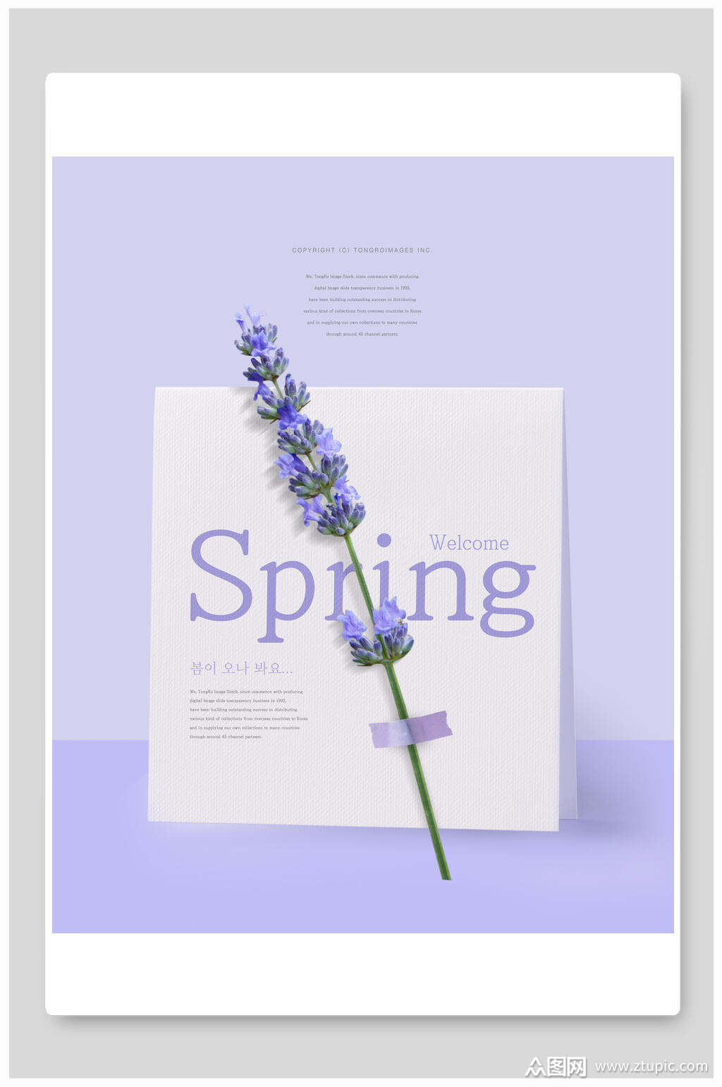 韩式海报唯美简约薰衣草海报素材