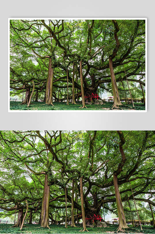 桂林山水大榕树