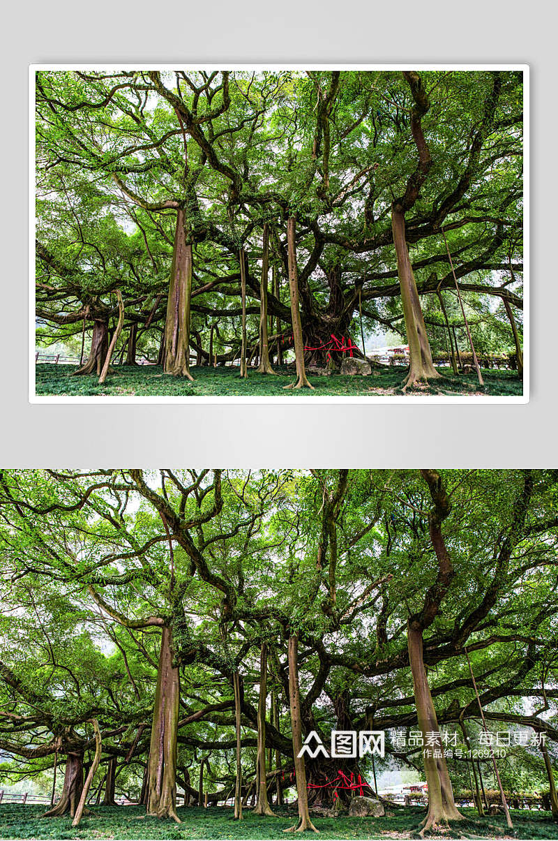 桂林山水大榕树素材