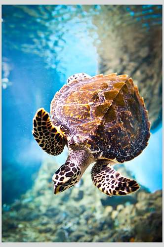 海底世界海龟的