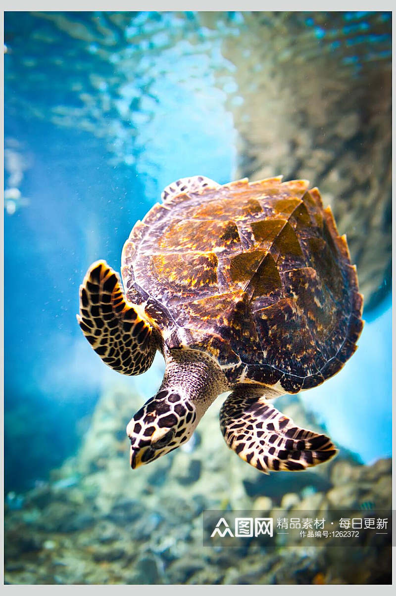 海底世界海龟的素材