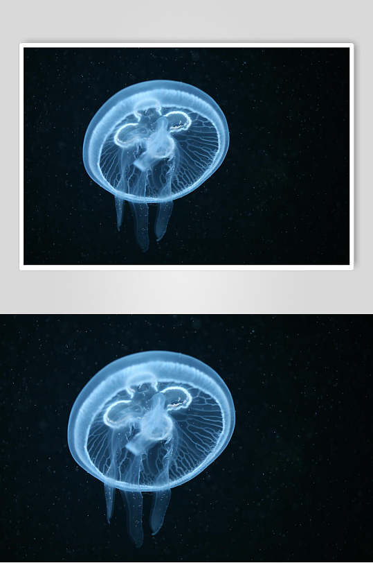 透明白色水母照片图片素材