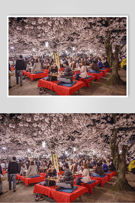 户外街道樱花树图片