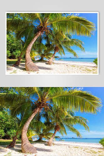 沙滩大海椰树图片
