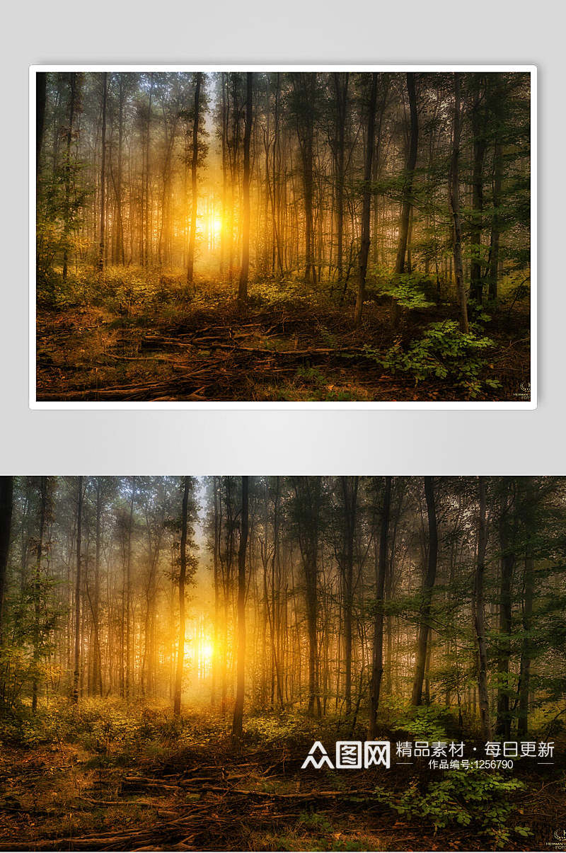 森林黄昏风景高清壁纸图片素材