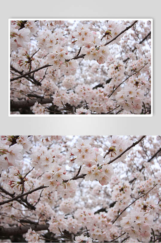 樱花照片墙图片-樱花照片墙素材下载-众图网