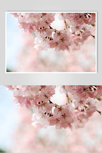 高清盛开的樱花图片