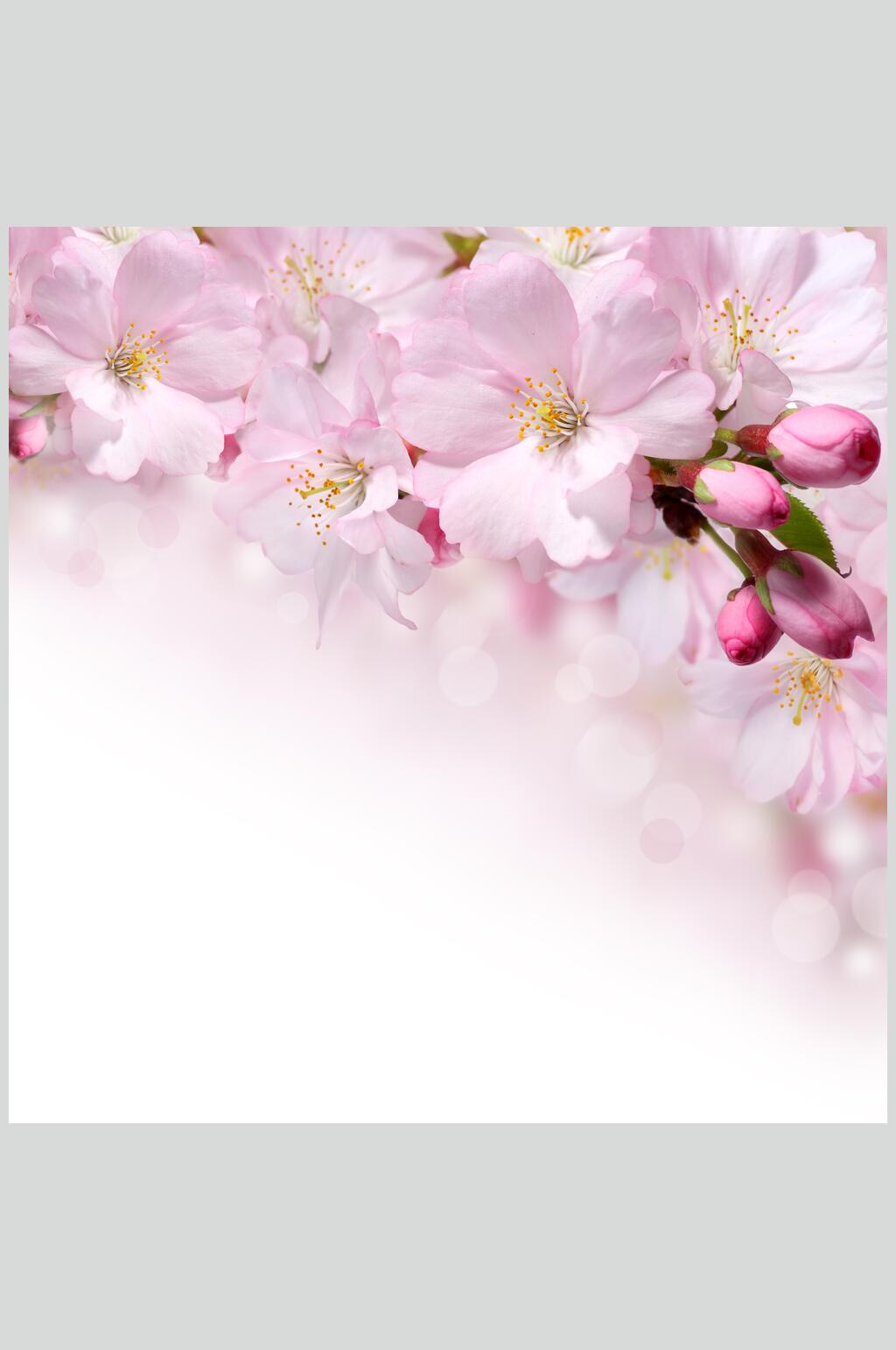 唯美粉色樱花图片素材