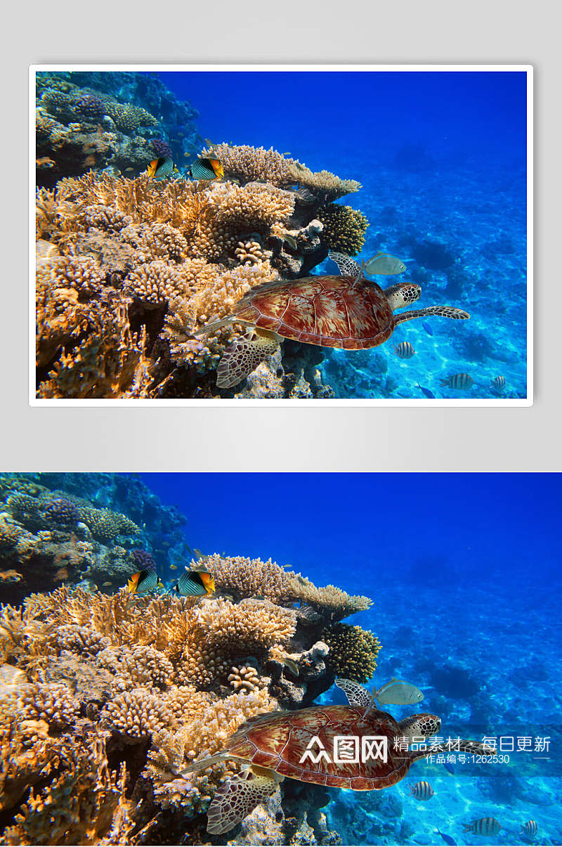 海龟乌龟珊瑚水族馆素材