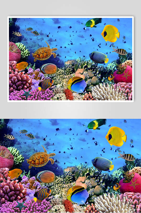 海底世界熱帶魚圖片素材珊瑚水族館