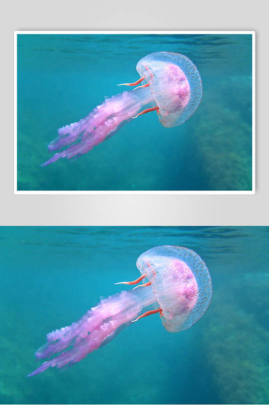 紫色深海水母图片