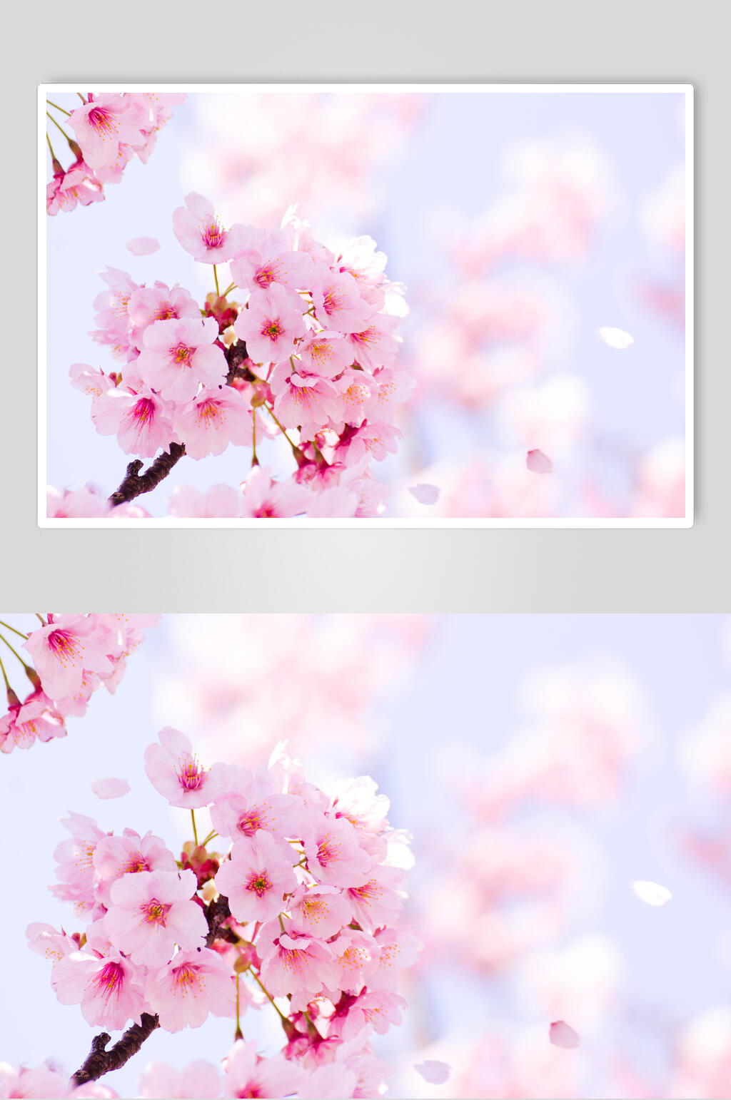 高清樱花图片樱花节素材