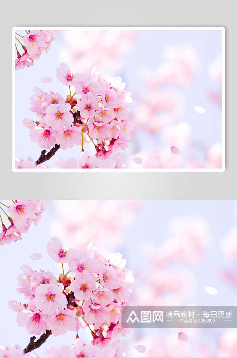 高清樱花图片樱花节素材