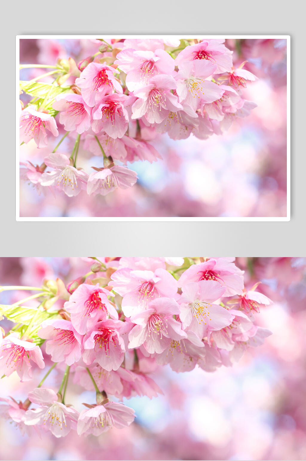 樱花节高清樱花图片素材素材