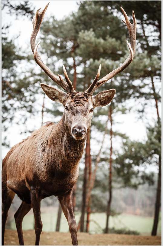 梅花鹿麋鹿特写图片照片素材