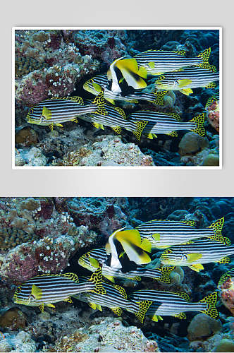 海底世界热带鱼珊瑚水族馆