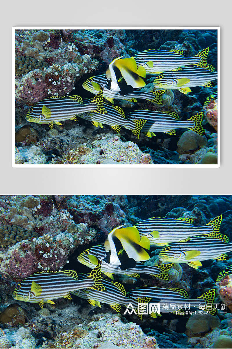 海底世界热带鱼珊瑚水族馆素材