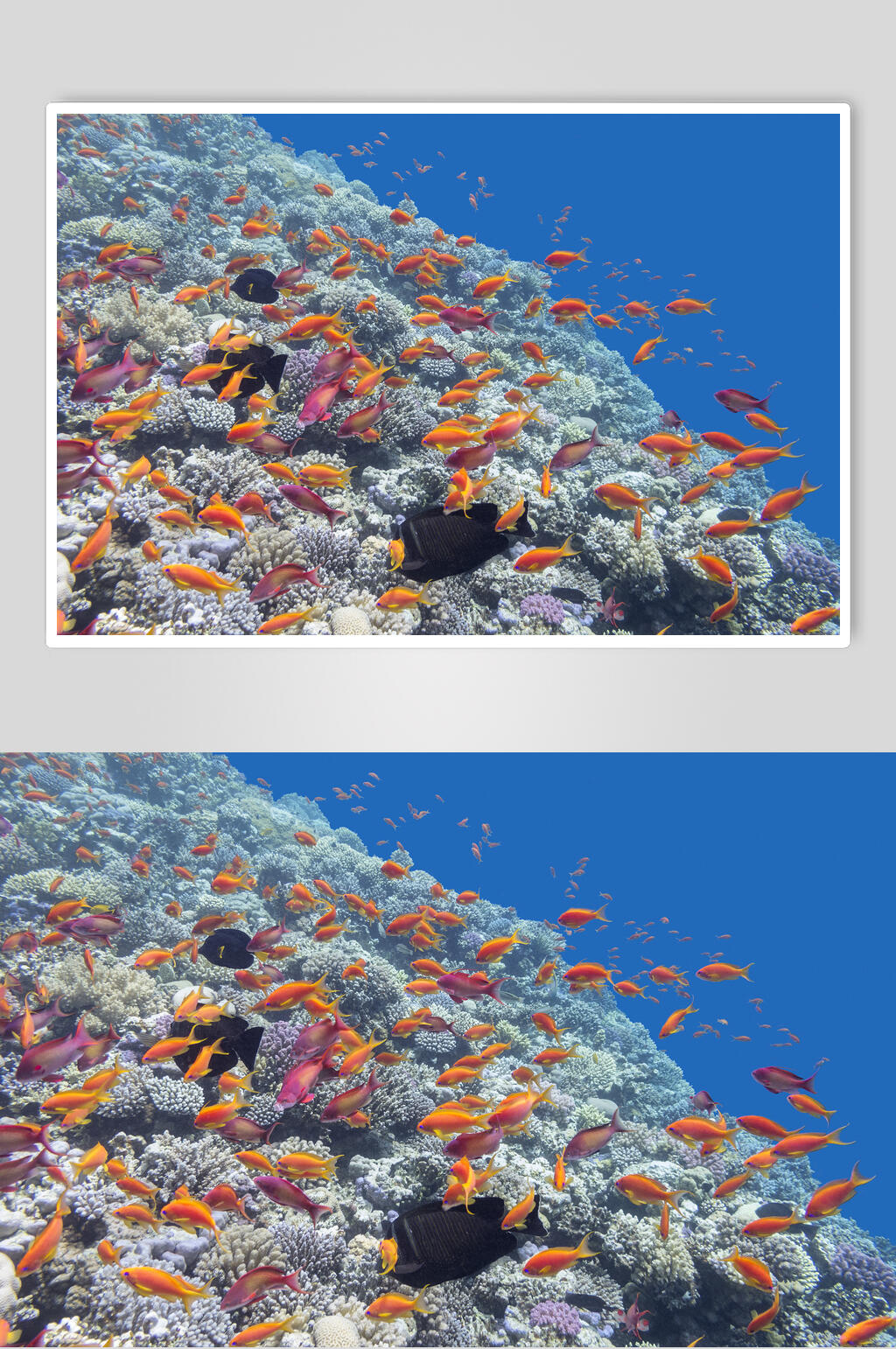 海底世界珊瑚水族馆素材