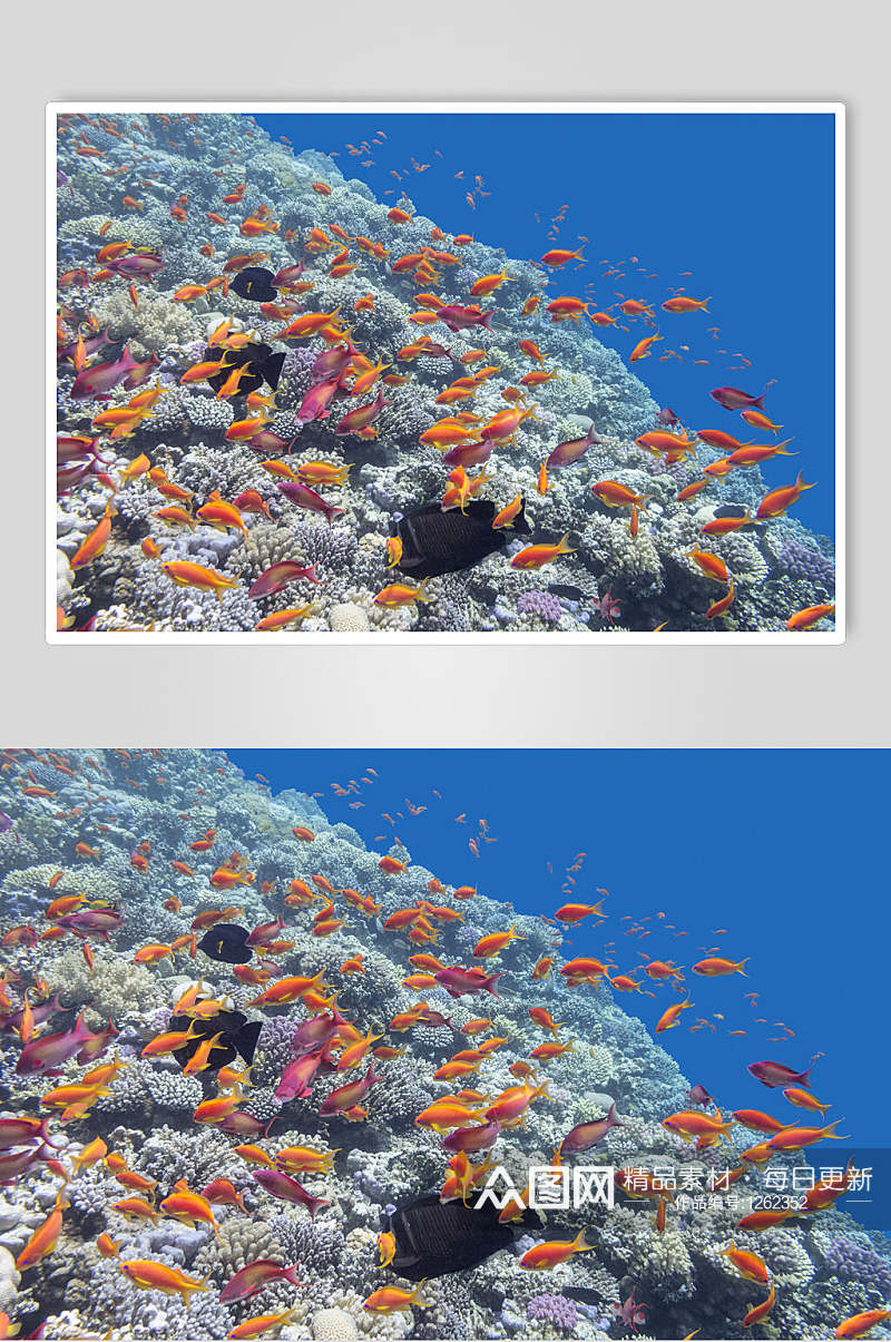 海底世界珊瑚水族馆素材