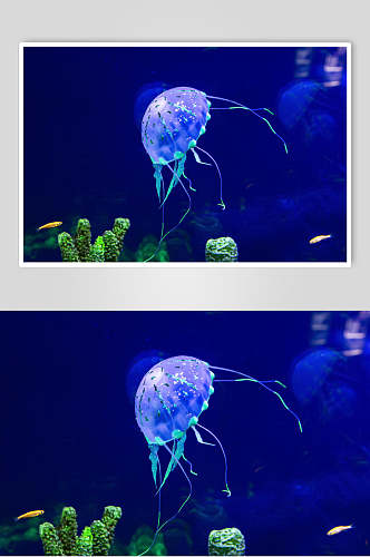 夜光水母高清摄影图片