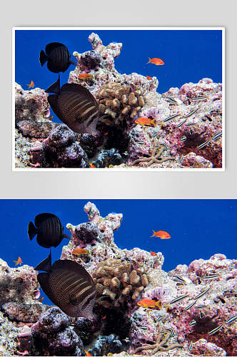 海底世界珊瑚水族馆热带鱼图片素材