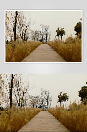 南京冬季鱼嘴湿地公园木栈道摄影图片素材