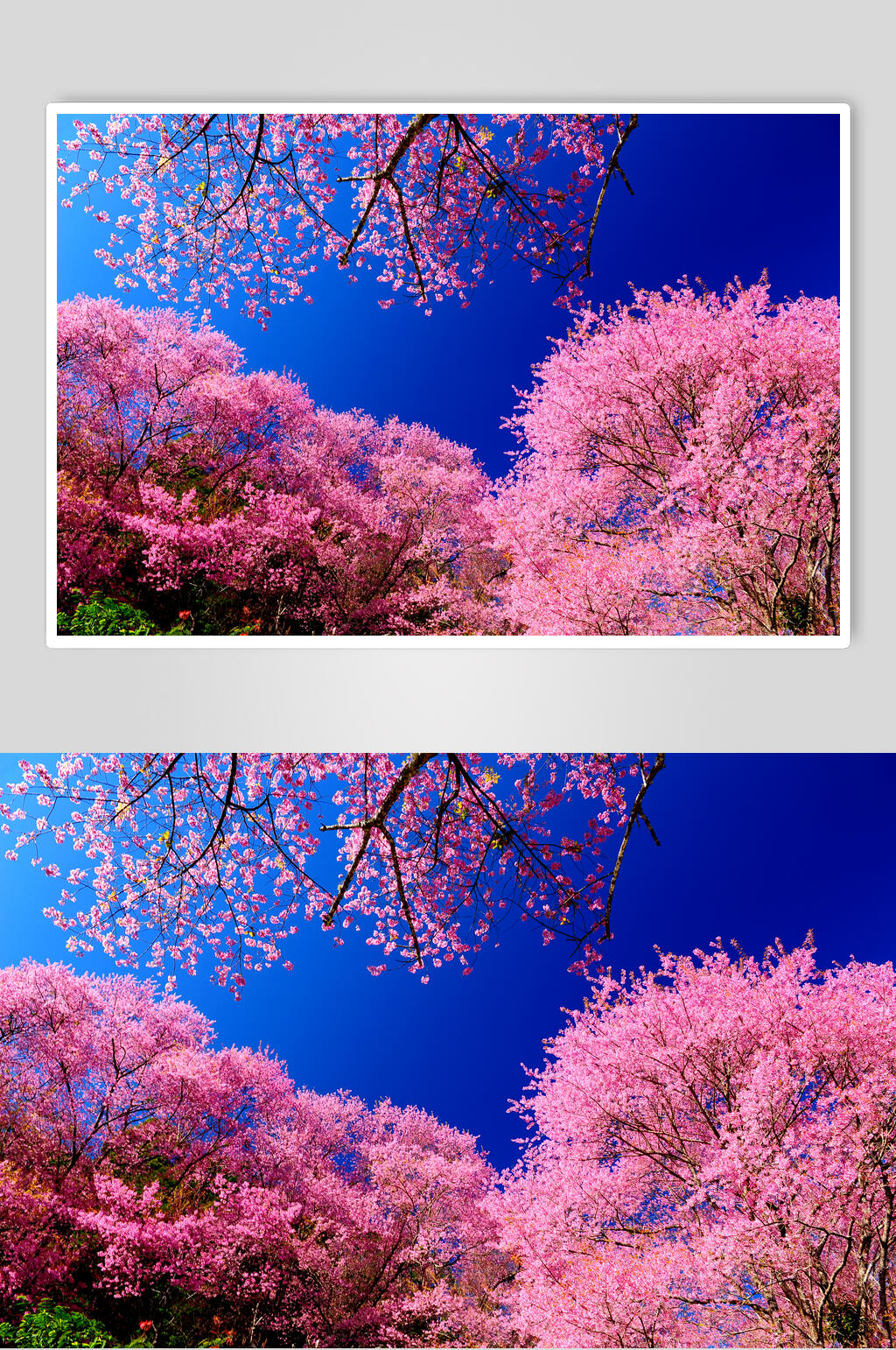 樱花树樱花林图片