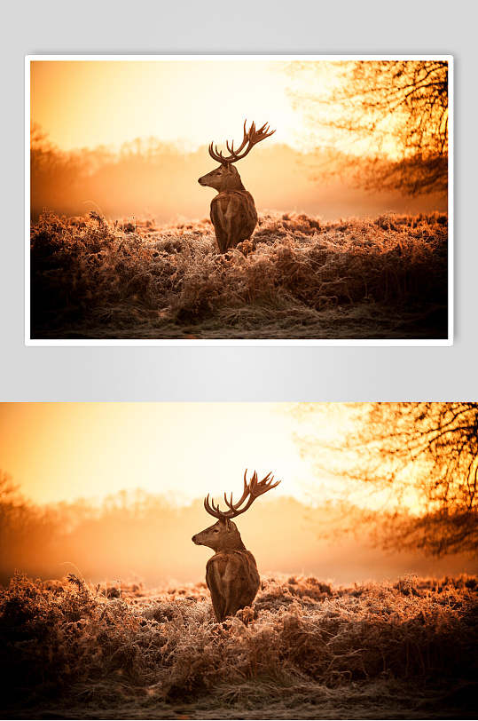 夕阳下梅花鹿麋鹿图片