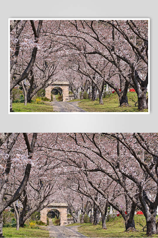 樱花照片墙图片-樱花照片墙素材下载-众图网