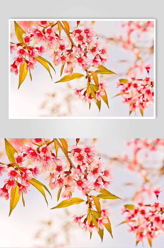 樱花照片墙图片-樱花照片墙素材下载-众图网