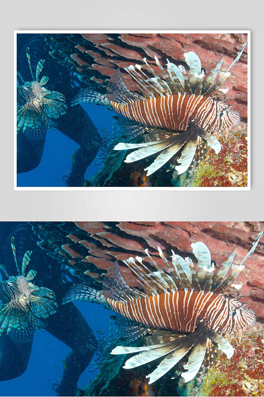 海底世界海胆鱼