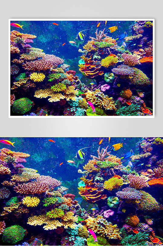 海底世界熱帶魚圖片素材珊瑚水族館