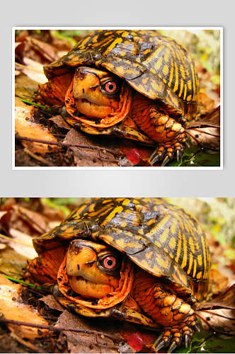 海龟乌龟动物壁纸图片