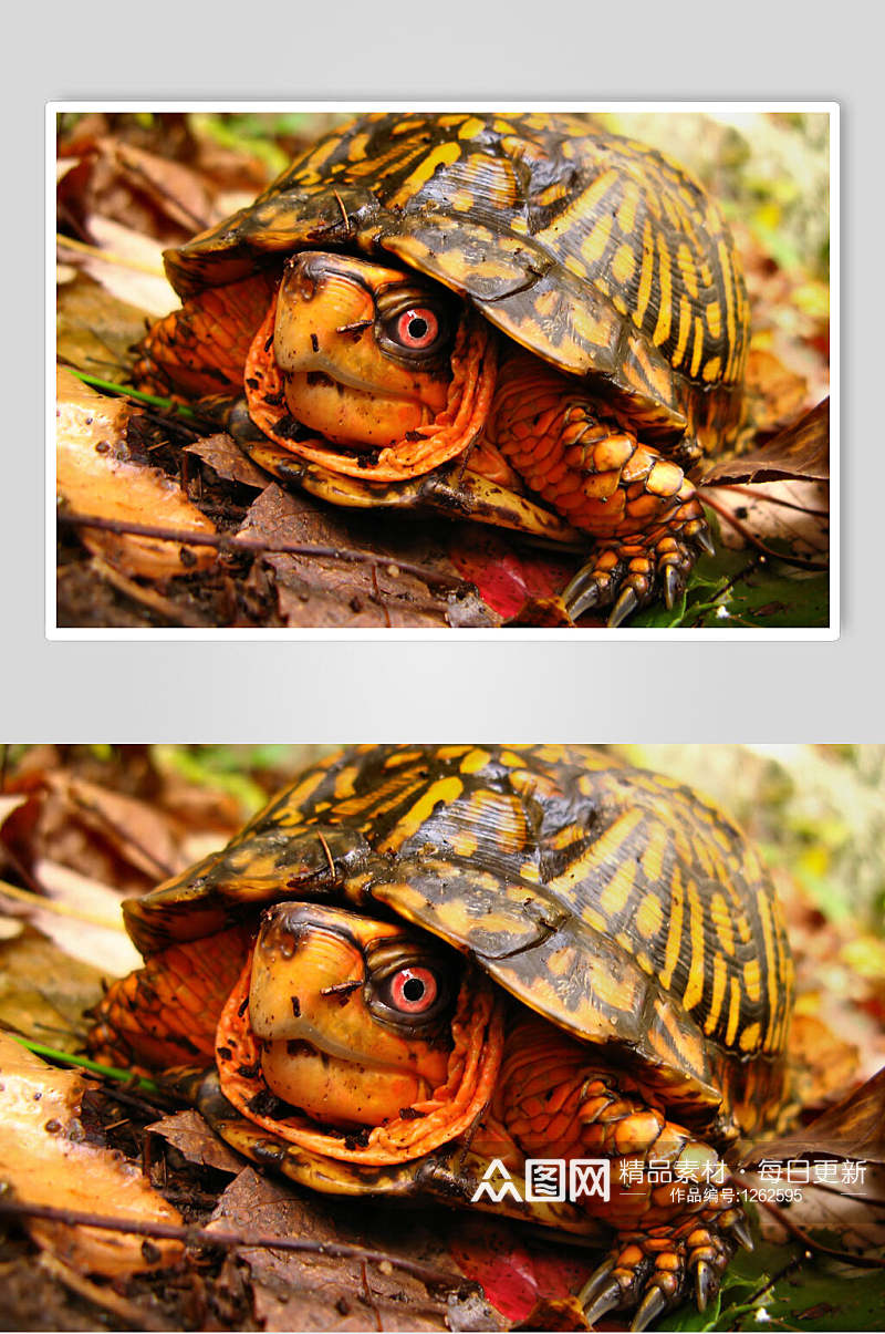 海龟乌龟动物壁纸图片素材