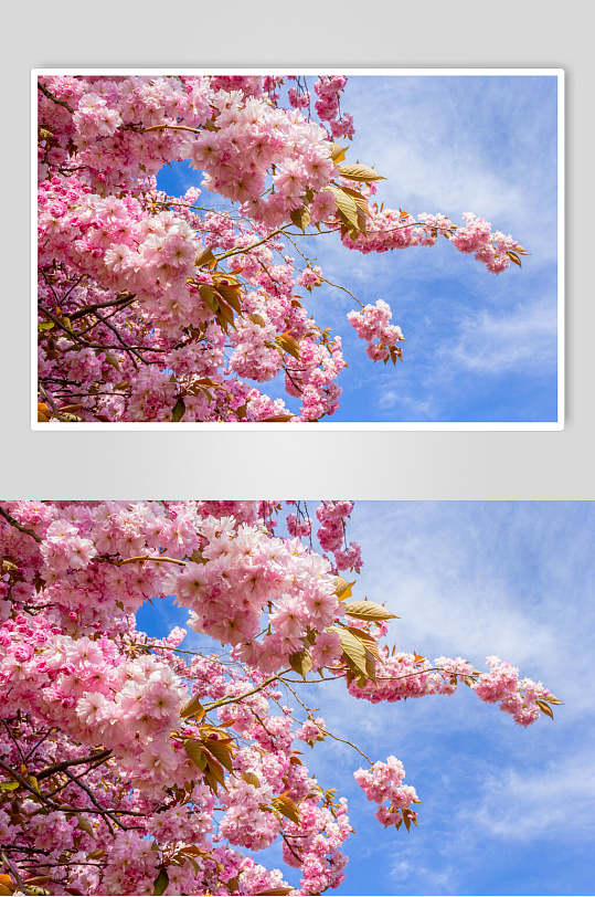 樱花照片墙图片-樱花照片墙素材下载-众图网