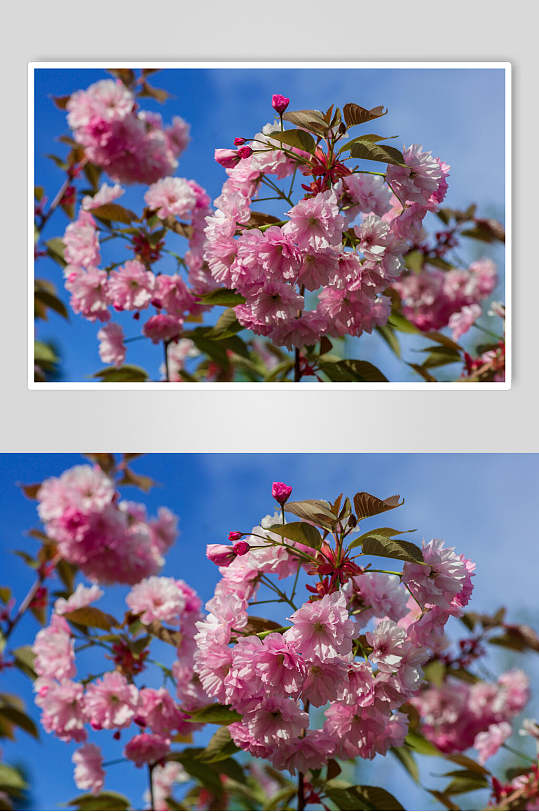 樱花照片墙图片-樱花照片墙素材下载-众图网