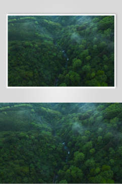 桂林山水密林