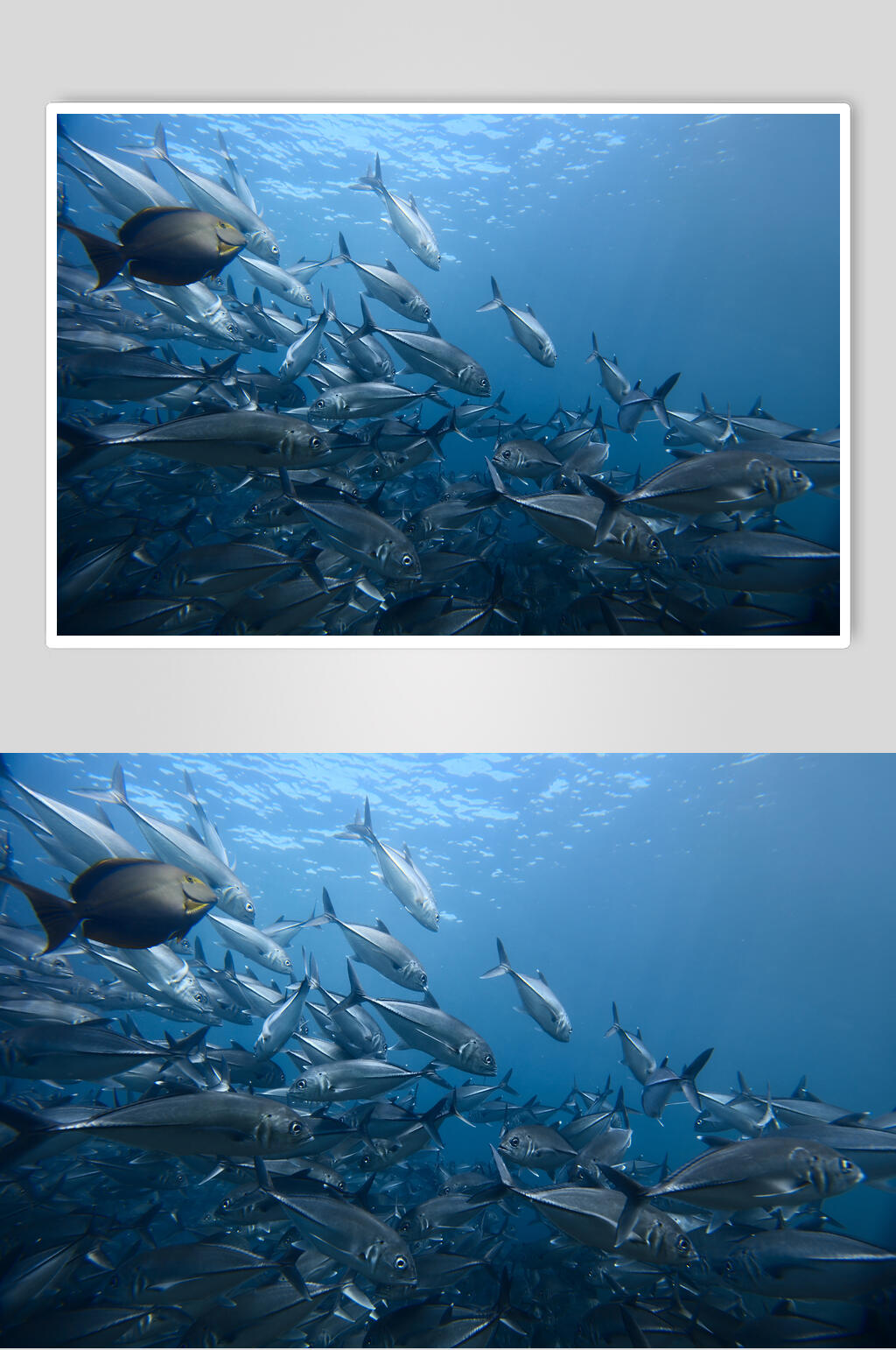 海底世界水族馆摄影图片素材素材