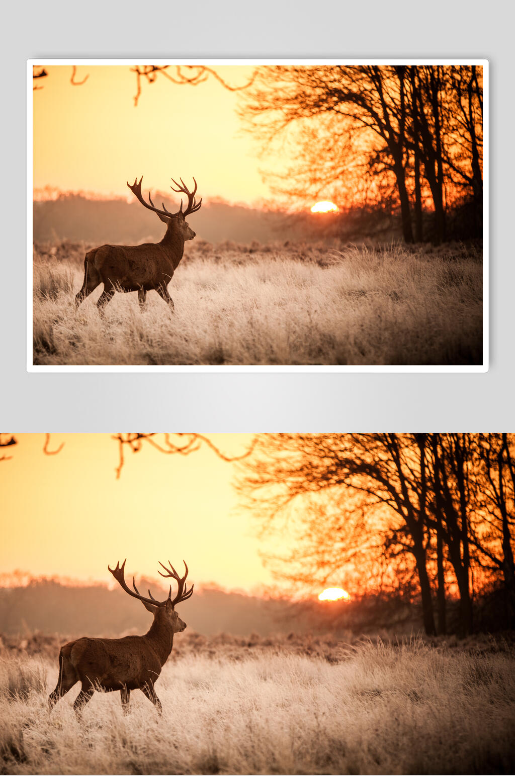 夕阳下的回头鹿高清图图片
