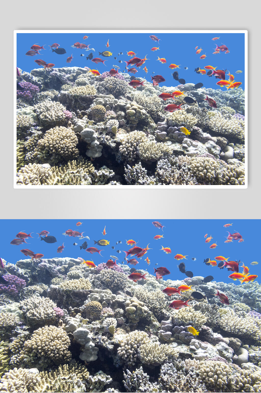 海底世界珊瑚水族馆热带鱼素材