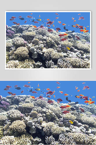 海底世界珊瑚水族馆热带鱼