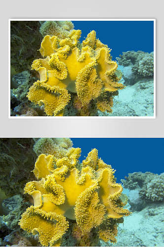 海底世界黄色珊瑚