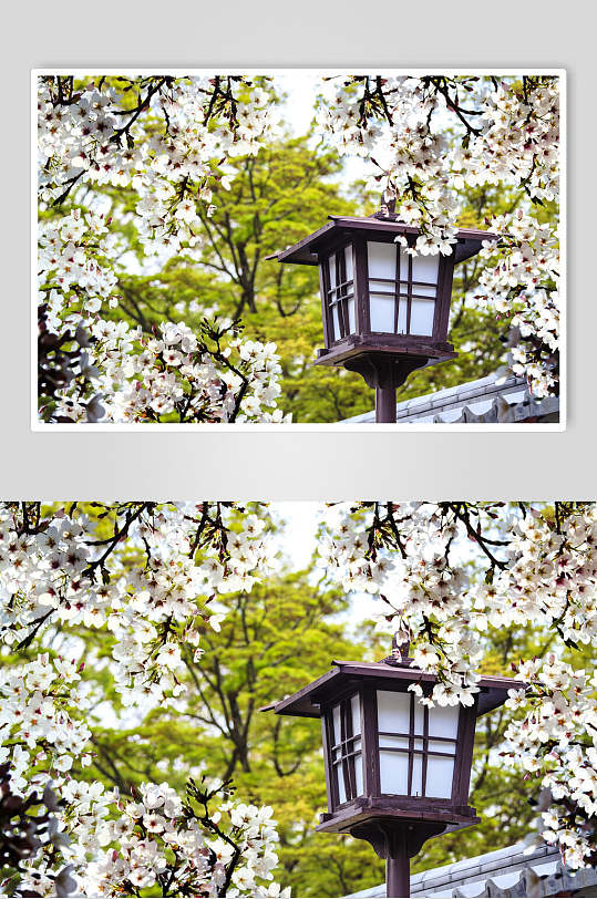 樱花照片墙图片-樱花照片墙素材下载-众图网