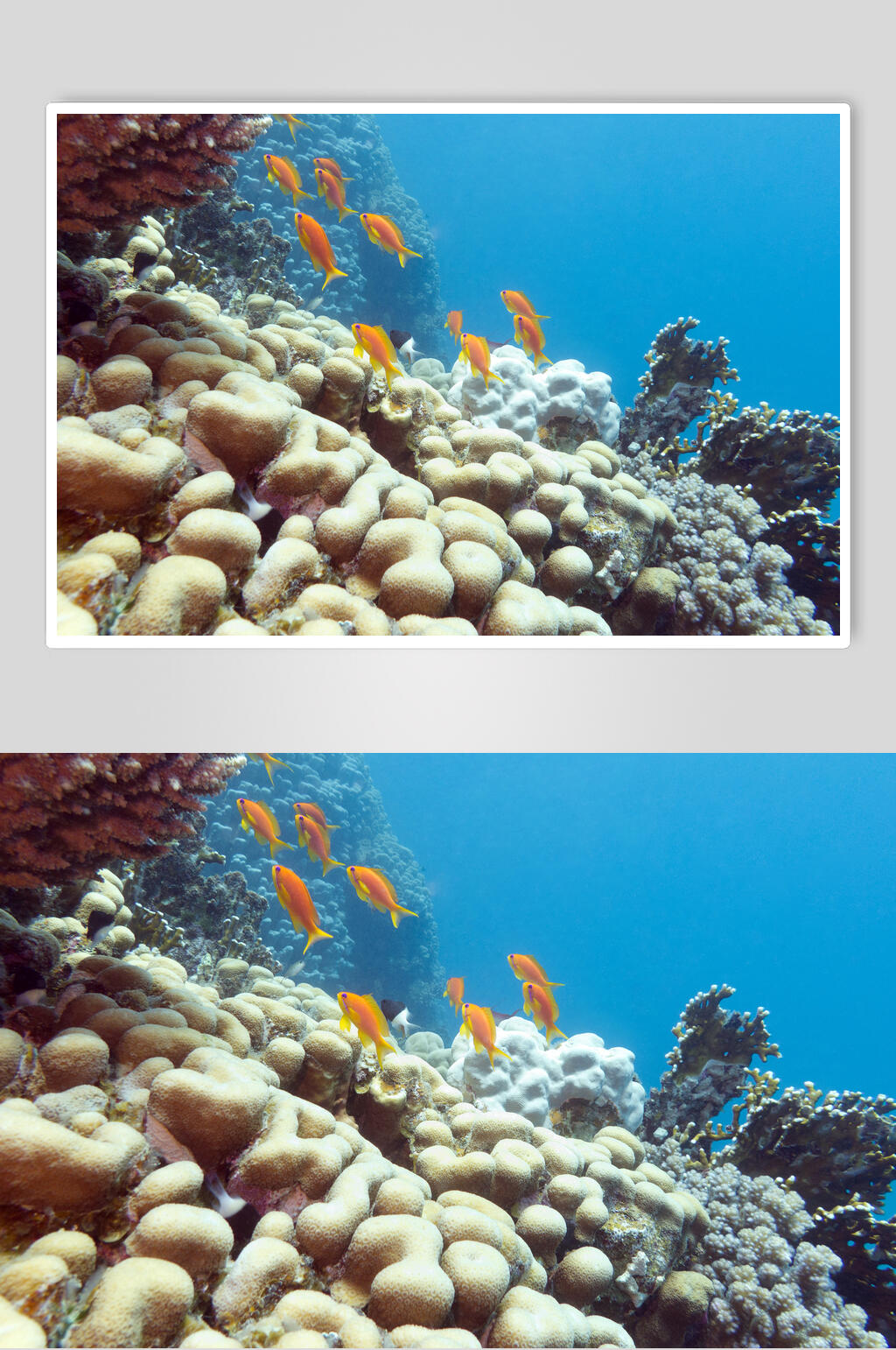 海底世界珊瑚水族馆图片素材素材