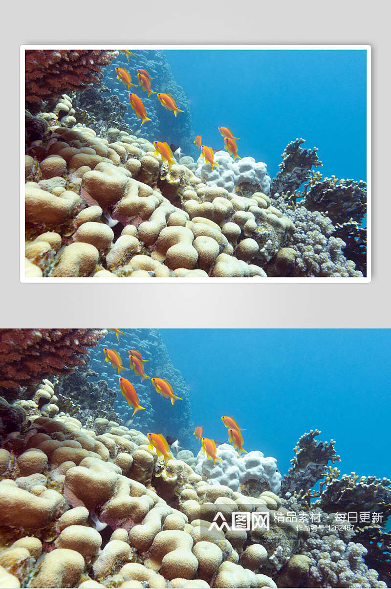 海底世界珊瑚水族馆图片素材素材