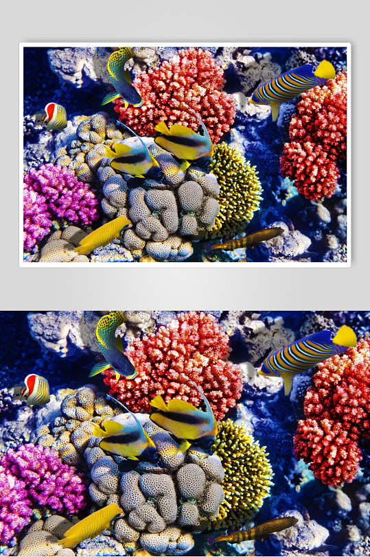 海底世界珊瑚安玉群